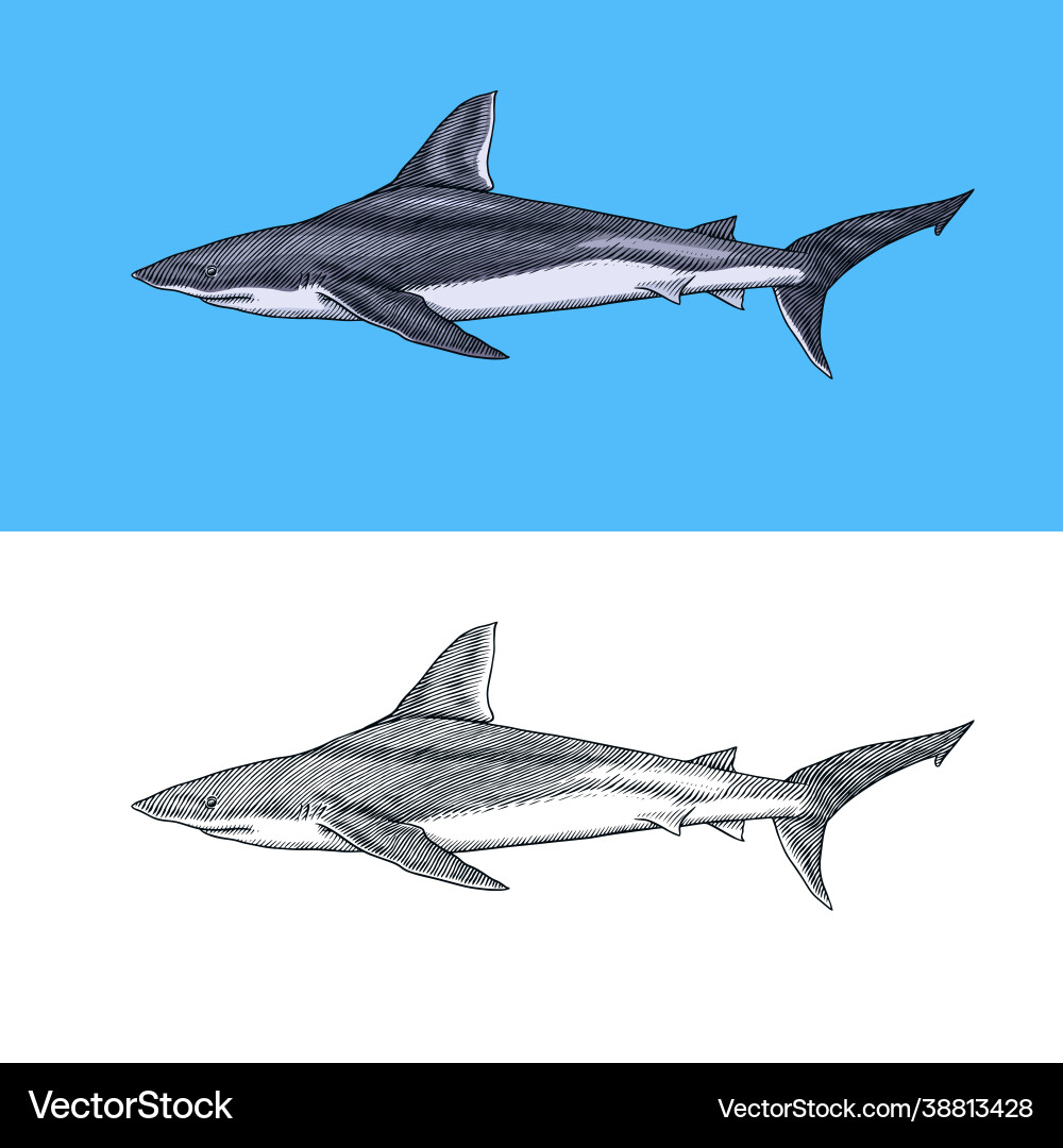 Thresher shark and atlantic bull or mackerel Vector Image