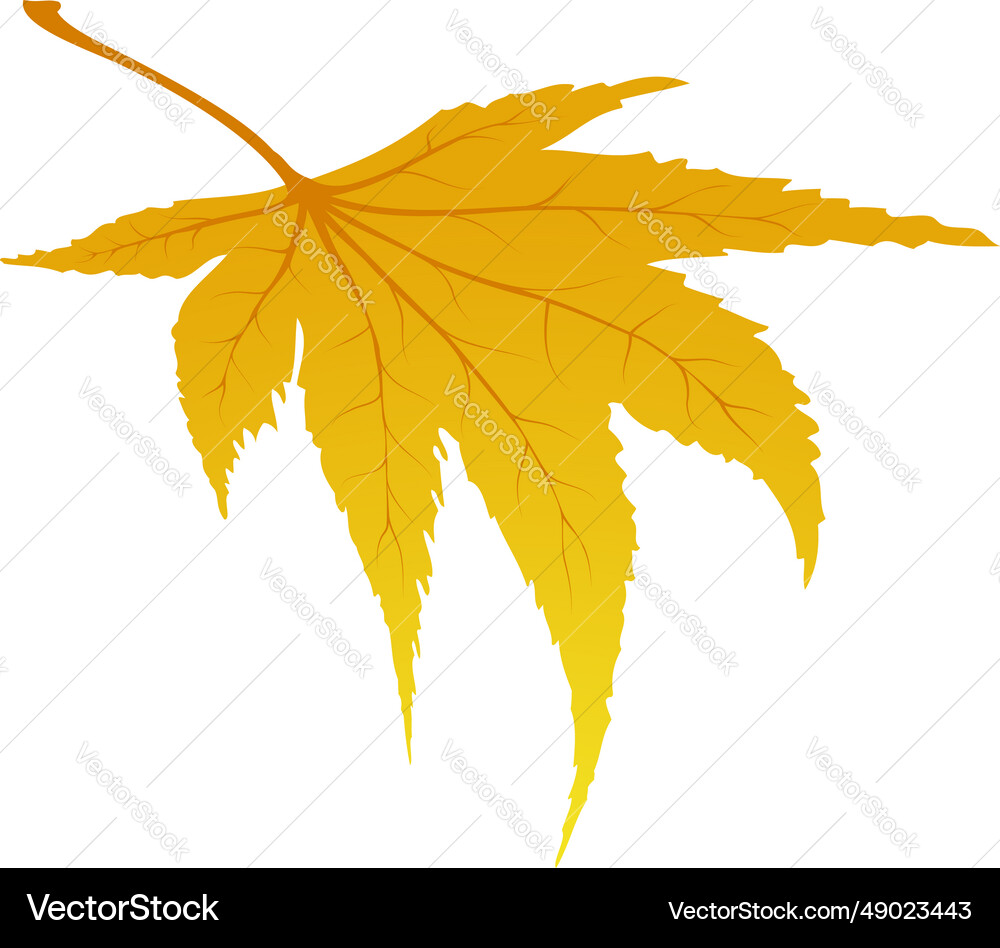Maple autumn leaf Royalty Free Vector Image - VectorStock
