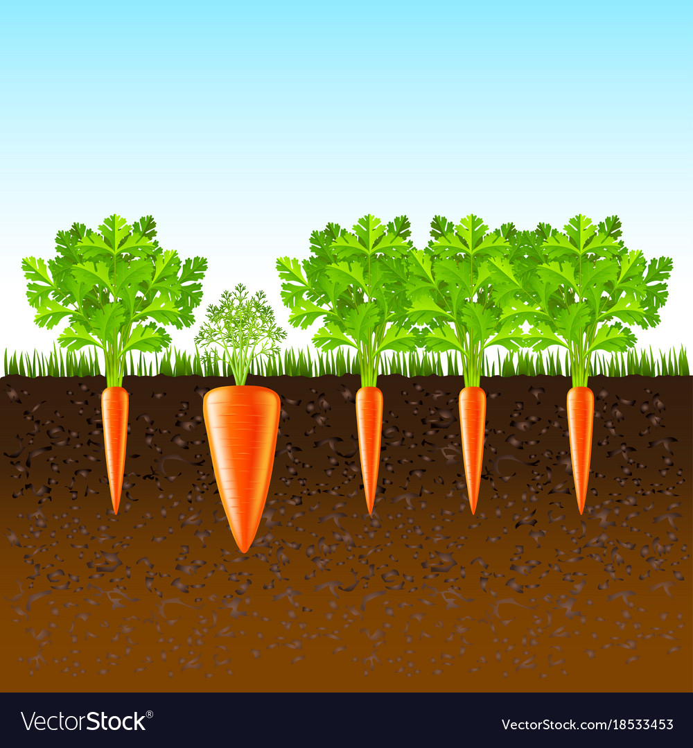 Growing carrots in ground background Royalty Free Vector