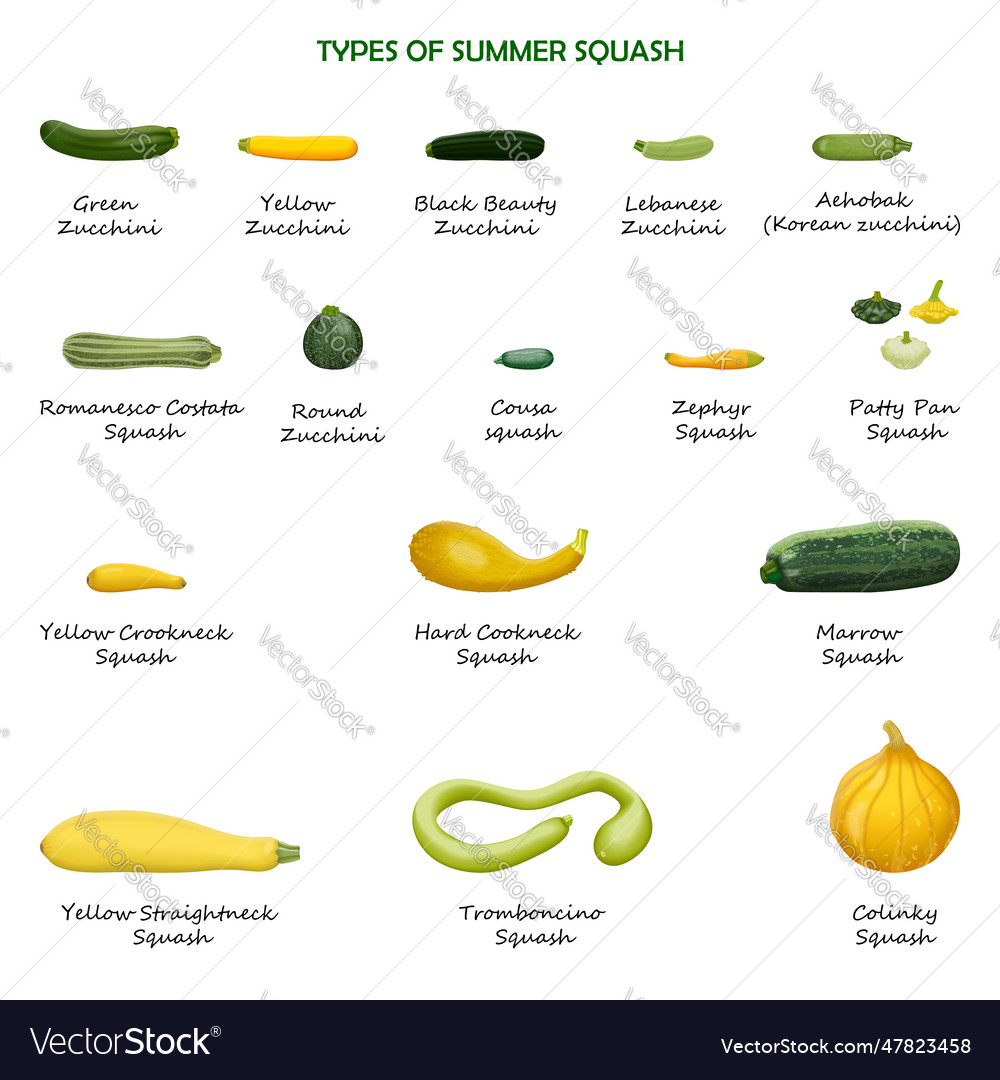 Types of summer squash Royalty Free Vector Image