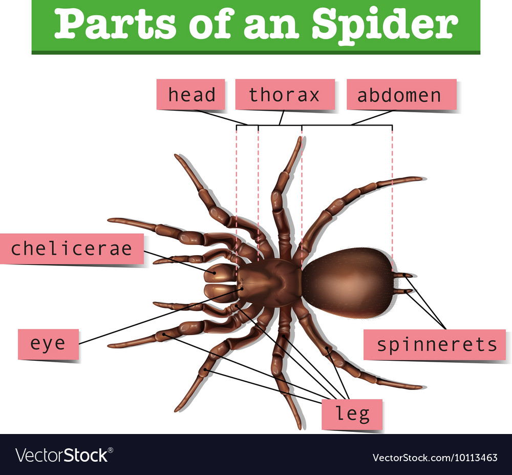 Body Parts Of A Jumping Spider