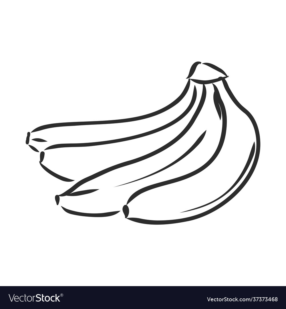 Banana fruit bunch organic nutrition healthy food Vector Image