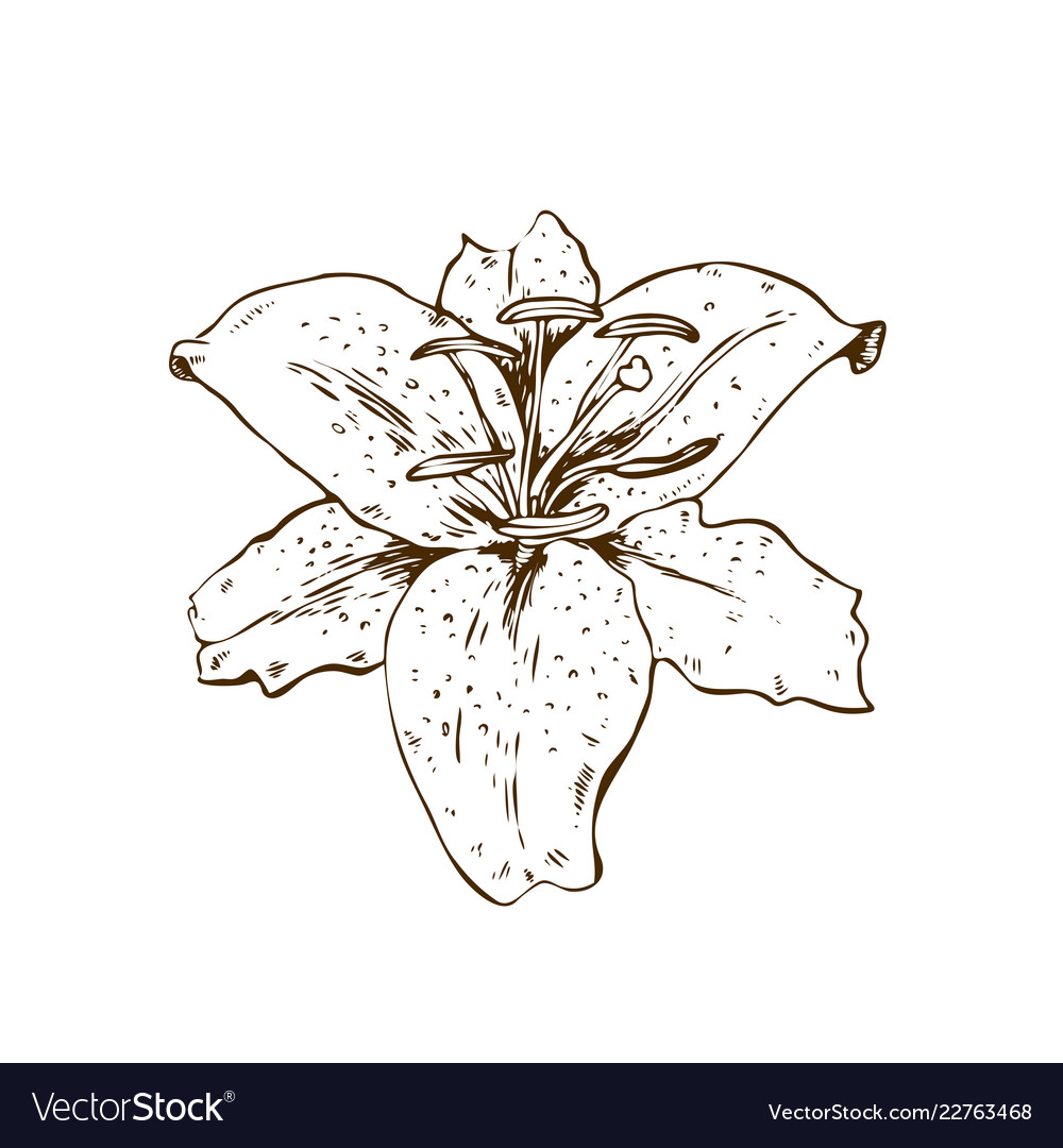 Beautiful contour lily flower of big lily Vector Image