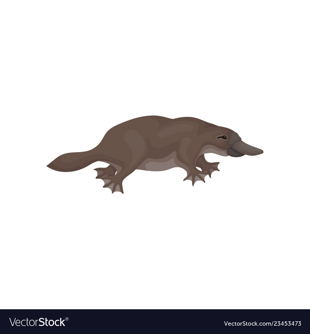 Detailed flat icon of brown platypus side