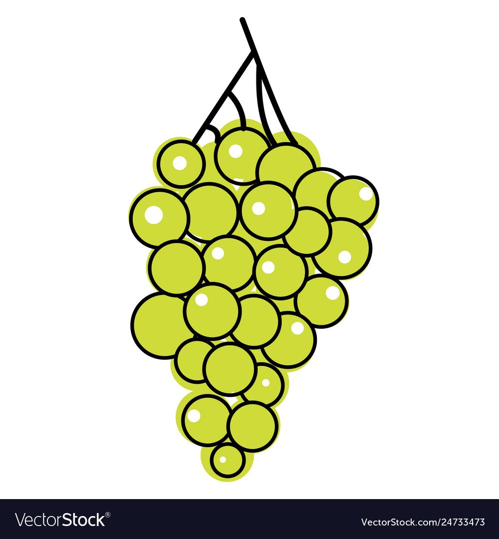 Green grapes flat on white Royalty Free Vector Image