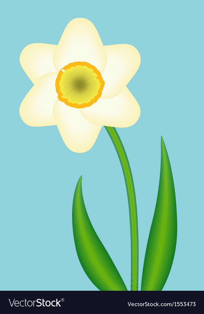 Narcissus