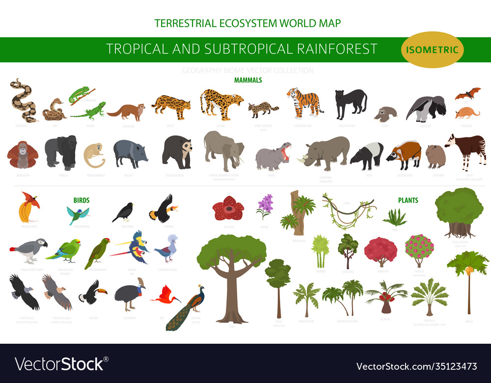 Tropischer und subtropischer Regenwald biome natürlich