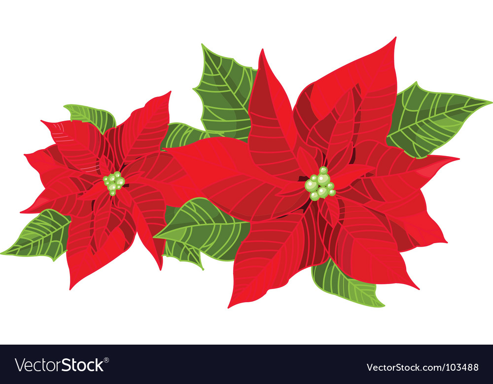 Christmas decoration poinsettia Royalty Free Vector Image