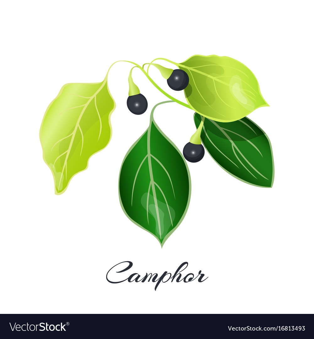 Camphor Laurel Branch Cinnamomum Camphora Vector Image camphor-laurel-branch-cinnamomum-camphora-vector-image