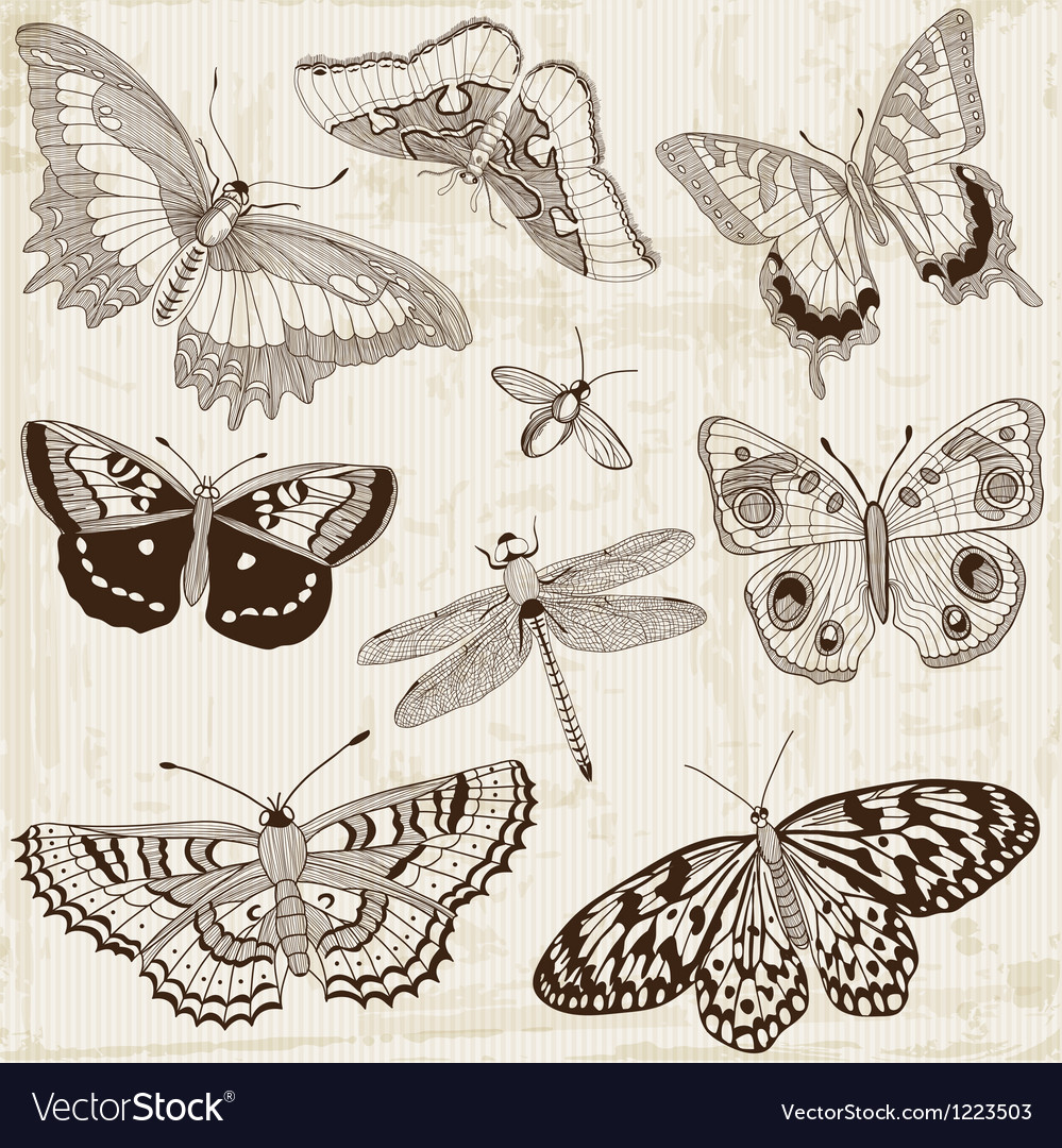 Butterfly Design Elements Royalty Free Vector Image 9252