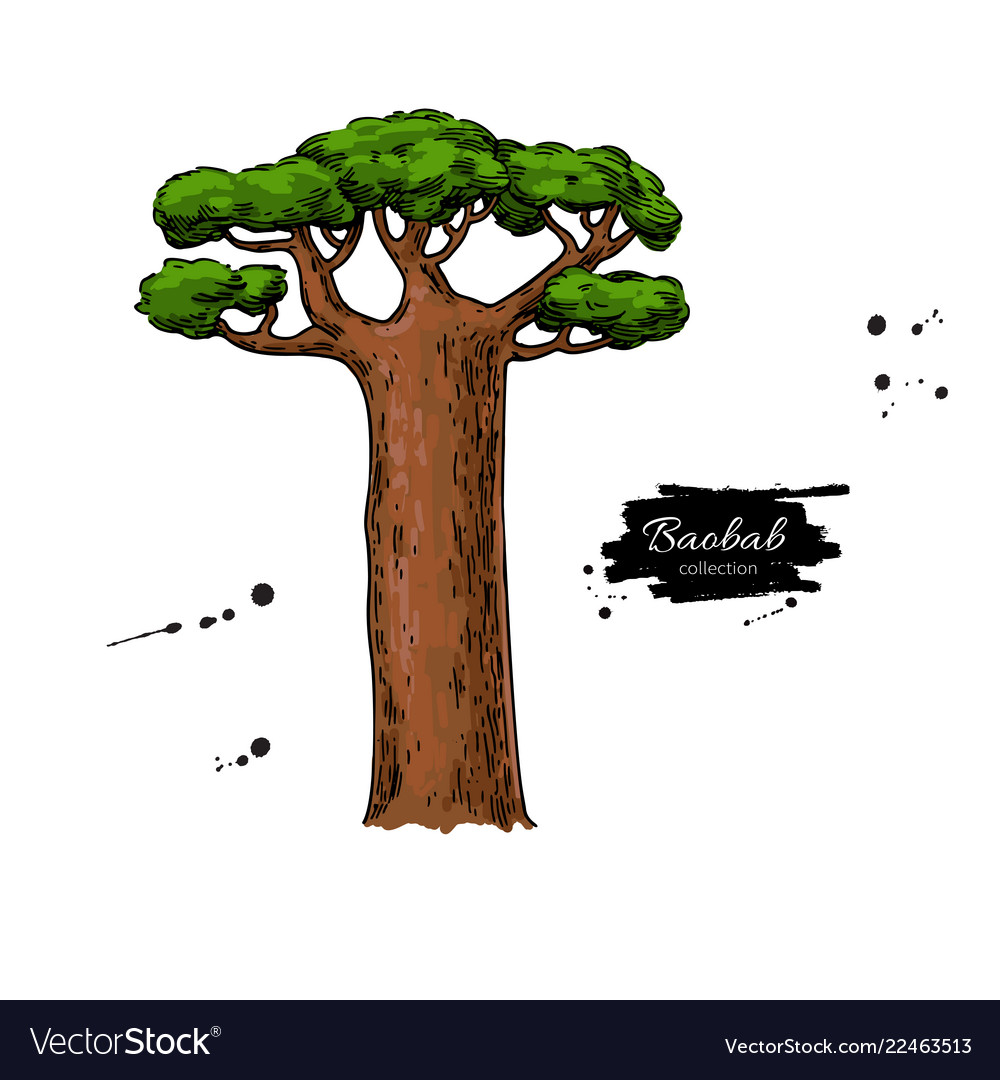 Baobab tree drawing isolated hand drawn Royalty Free Vector