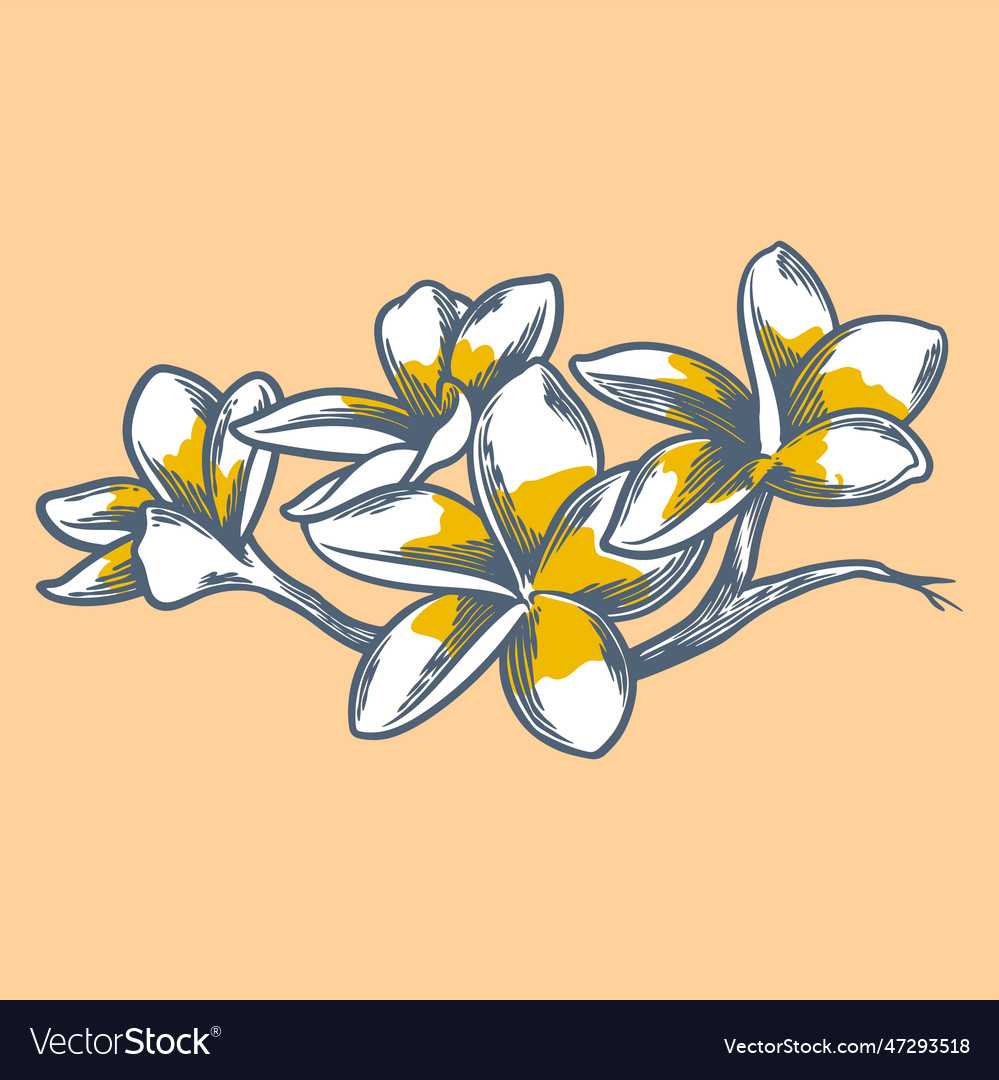 Hand drawn flower botanical drawing of frangipani