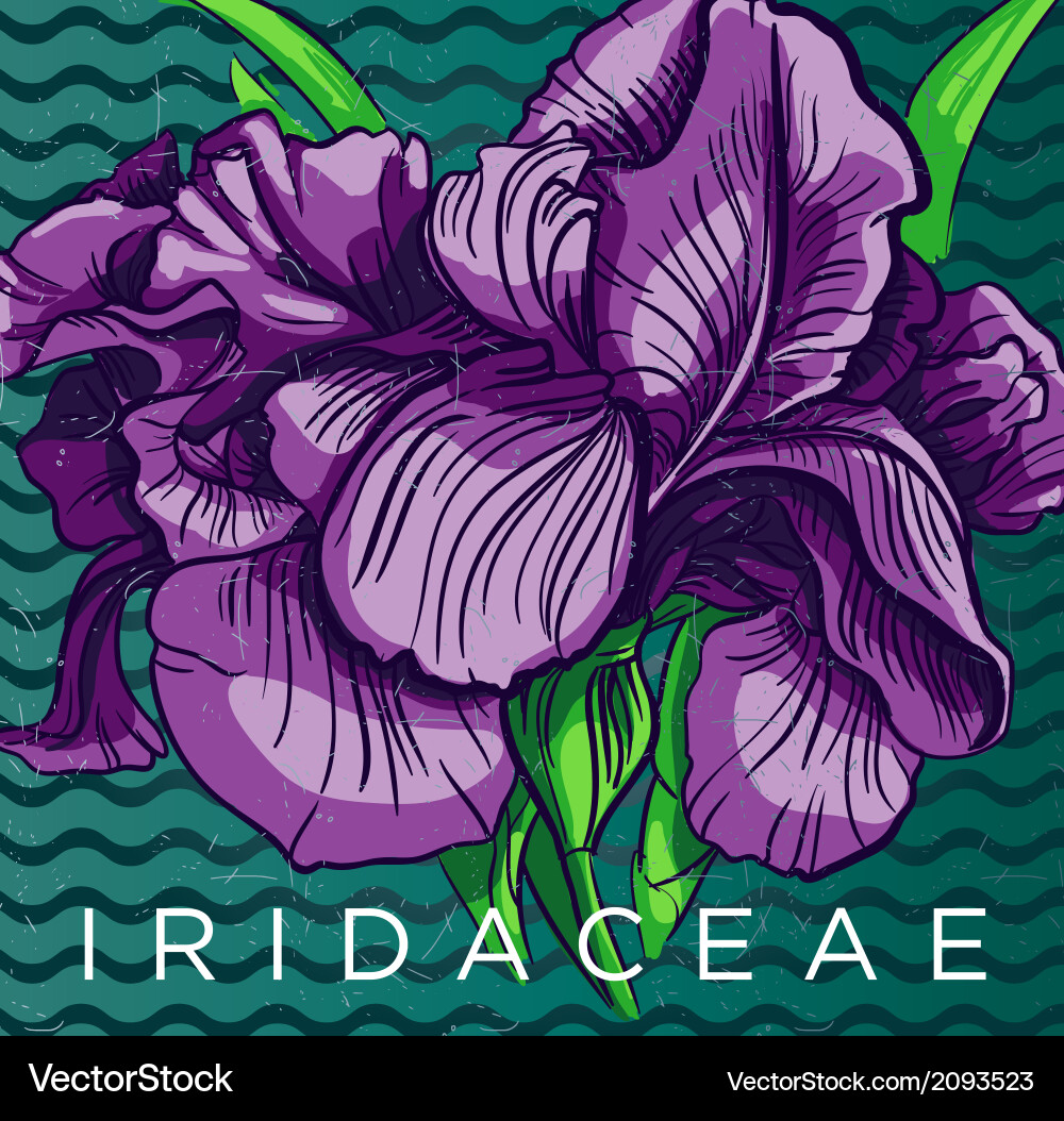 Blossoming iris Royalty Free Vector Image - VectorStock