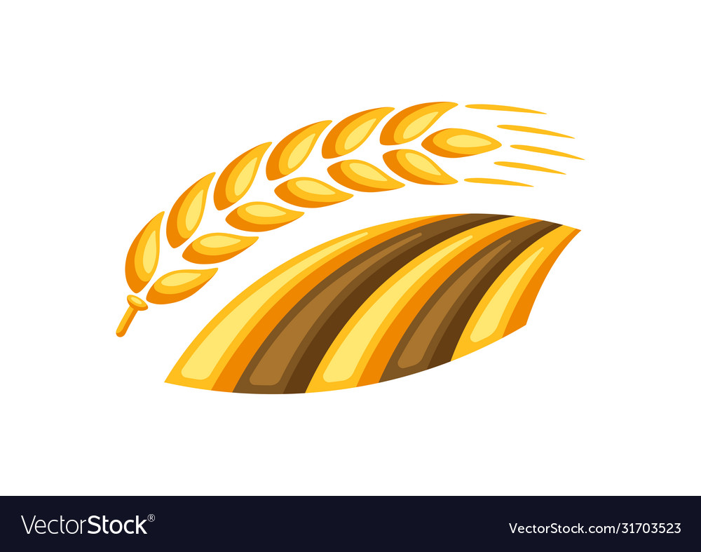 Field with ripe wheat ear