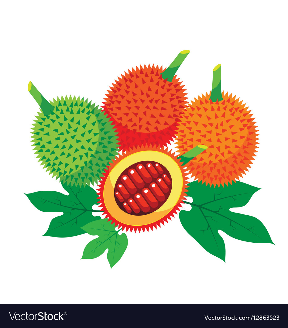 Gac fruit health benefits with leaf Royalty Free Vector