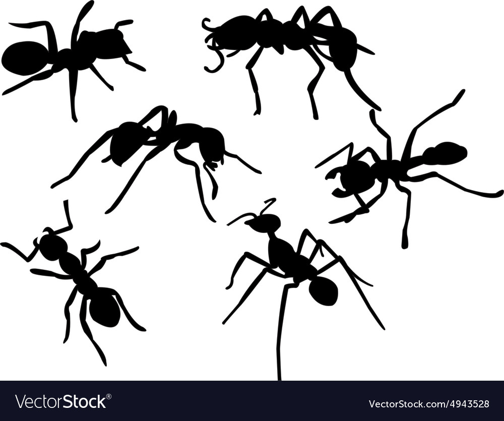 Ant Royalty Free Vector Image - VectorStock