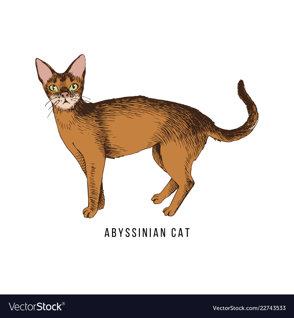 Abyssinian Cat Drawing - Cat and Dog Lovers