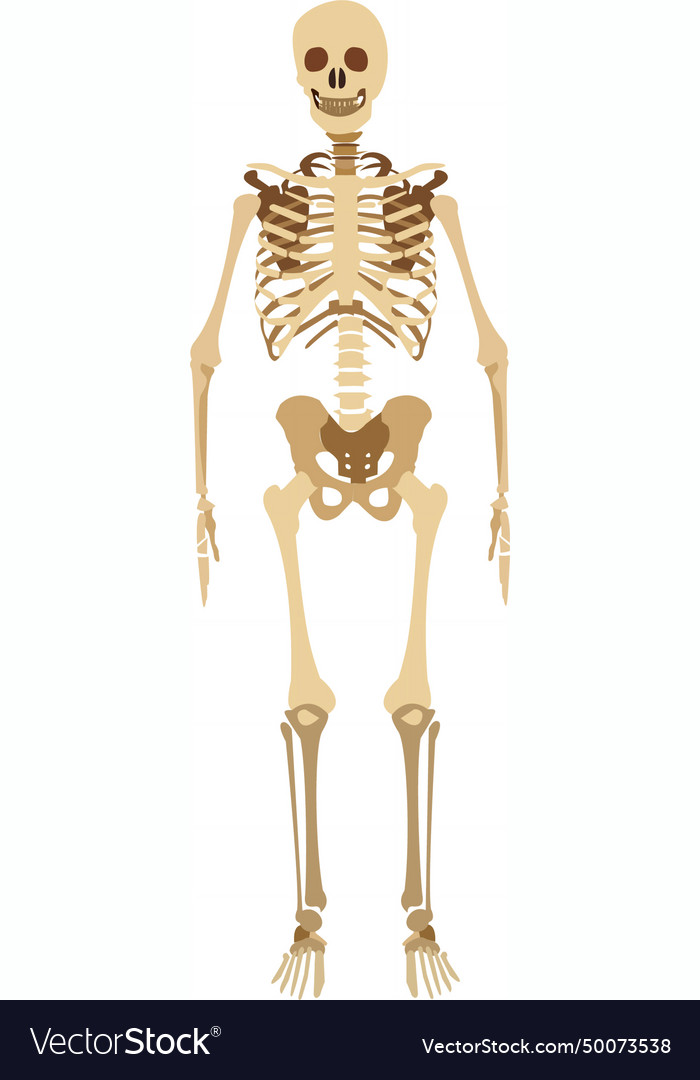 Human skeleton fossil icon isolated