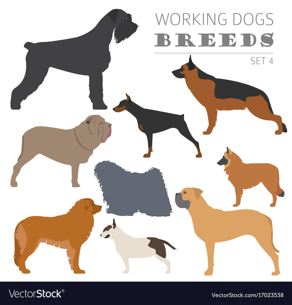 Working watching dog breeds collection isolated