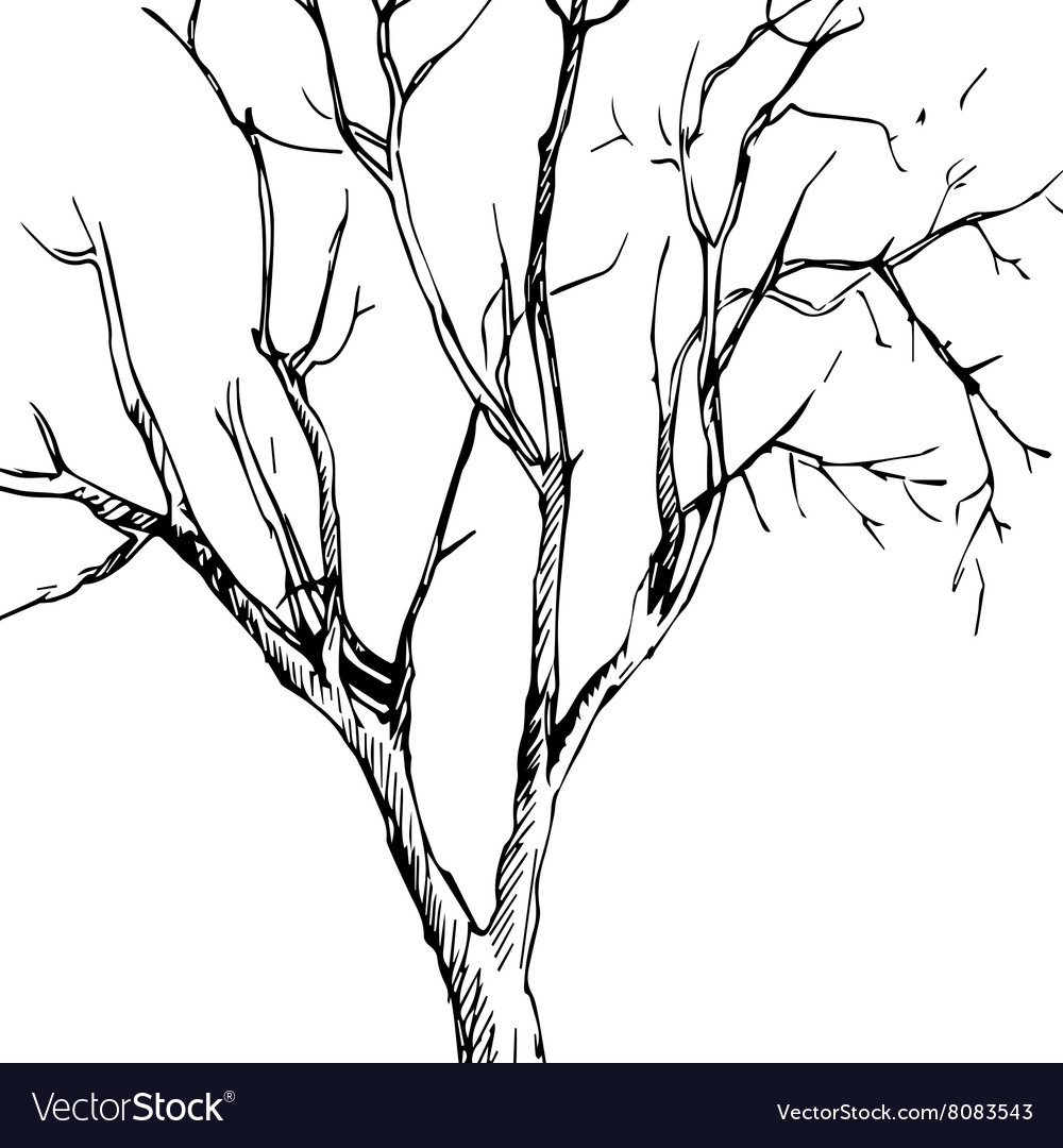 Ink drawing tree Royalty Free Vector Image - VectorStock