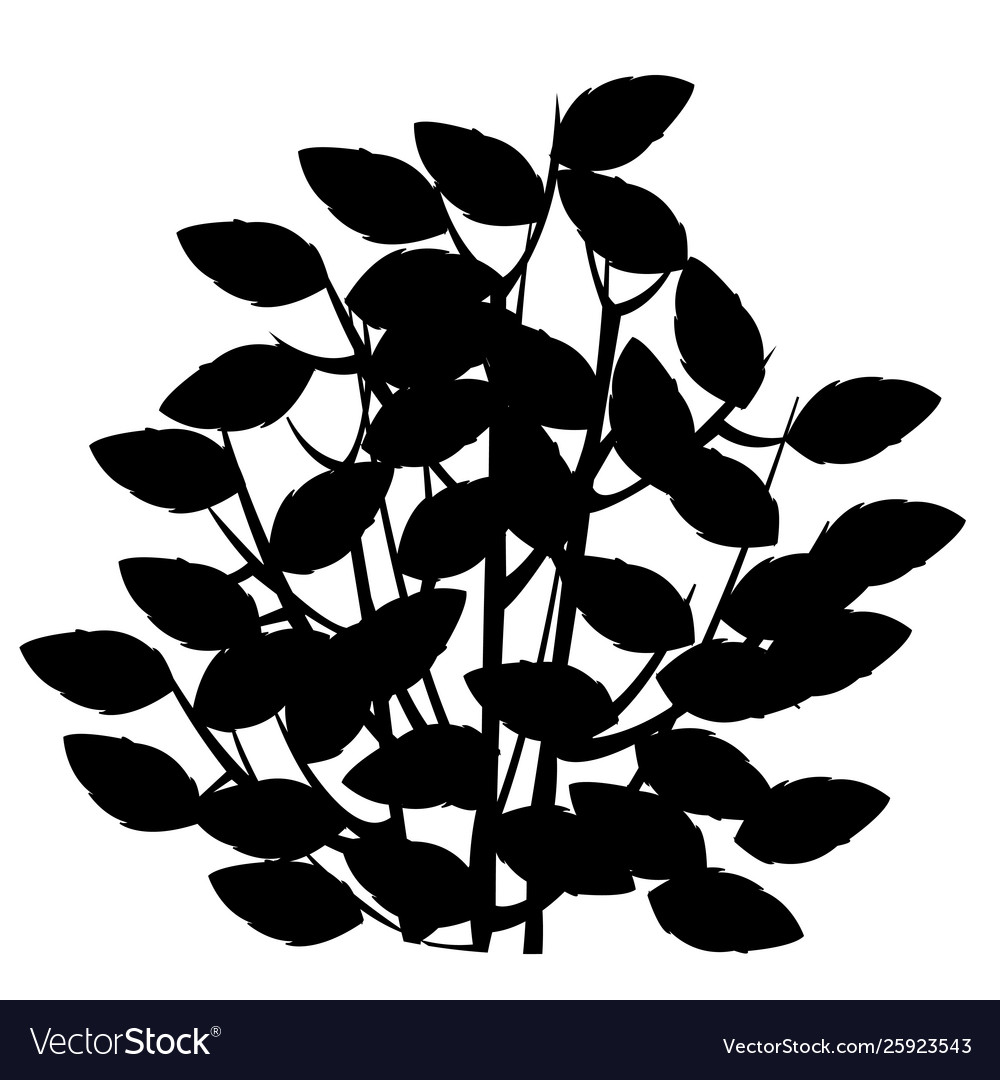 Silhouette bush