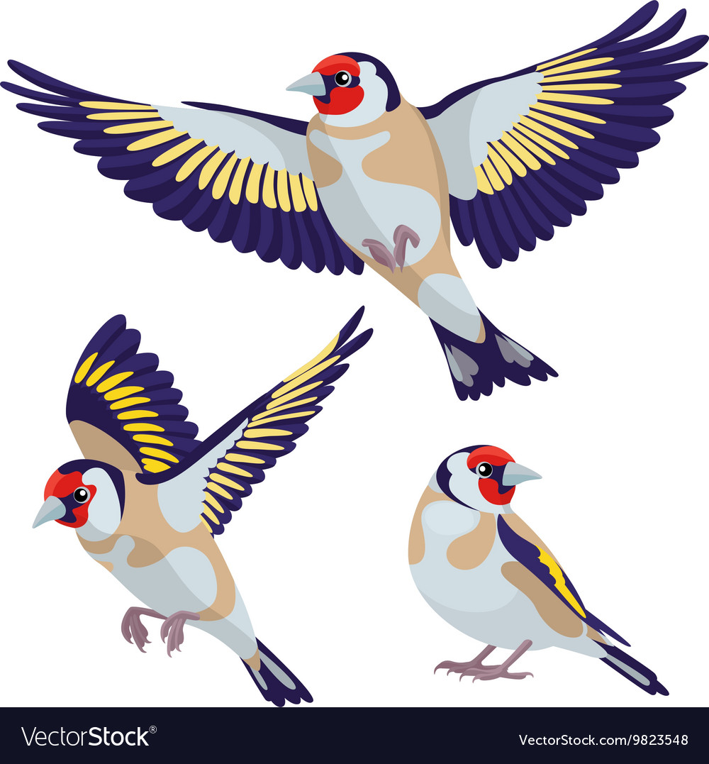 Goldfinch on white background Royalty Free Vector Image
