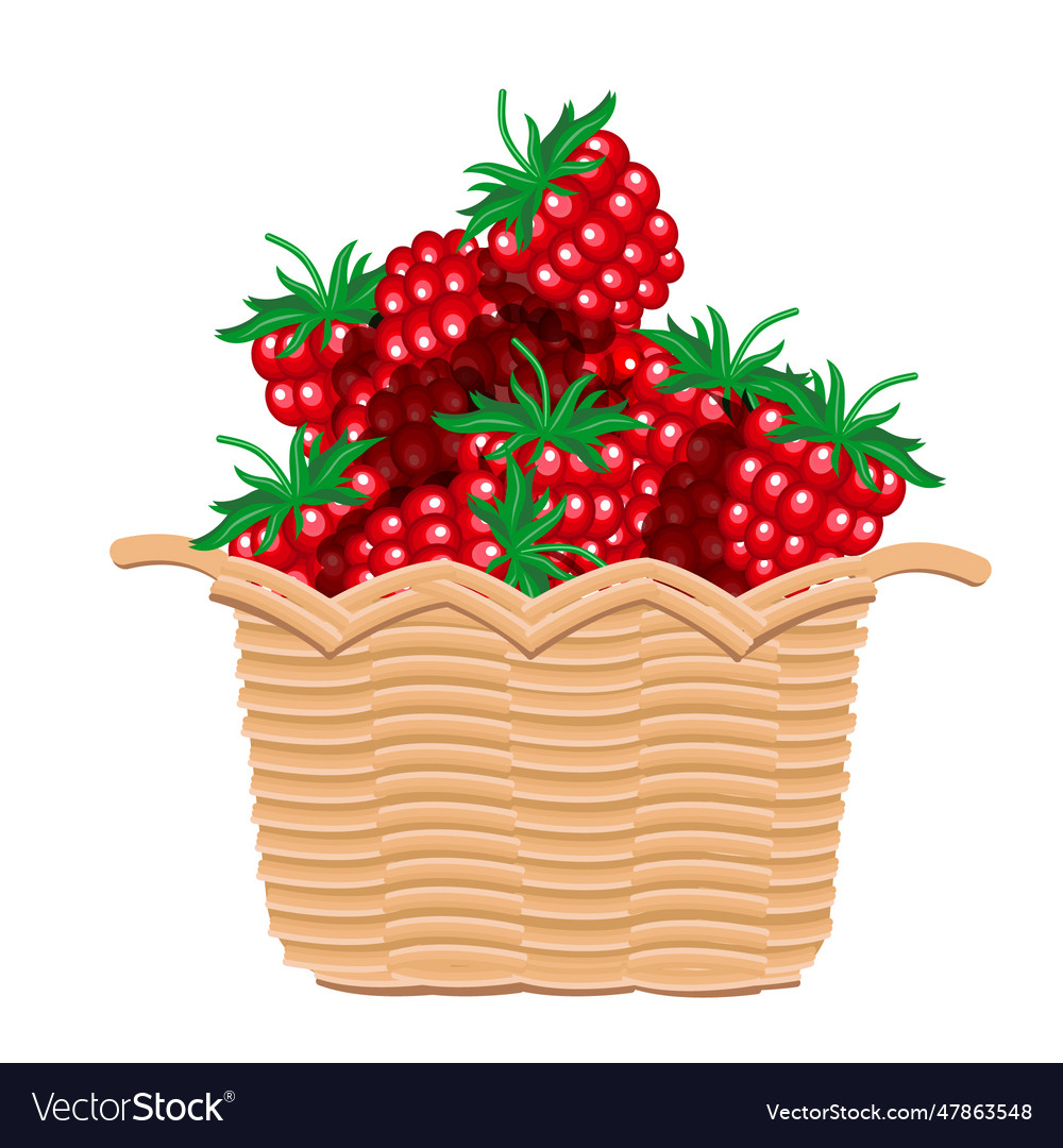 Raspberries in the basket Royalty Free Vector Image