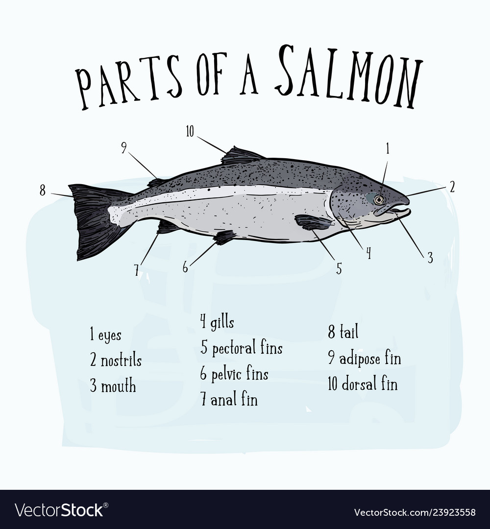 Diagram showing parts of salmon Royalty Free Vector Image