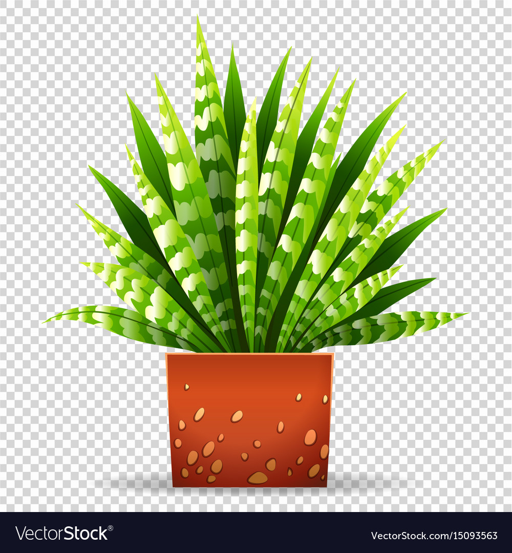 Plant in pot on transparent background Royalty Free Vector