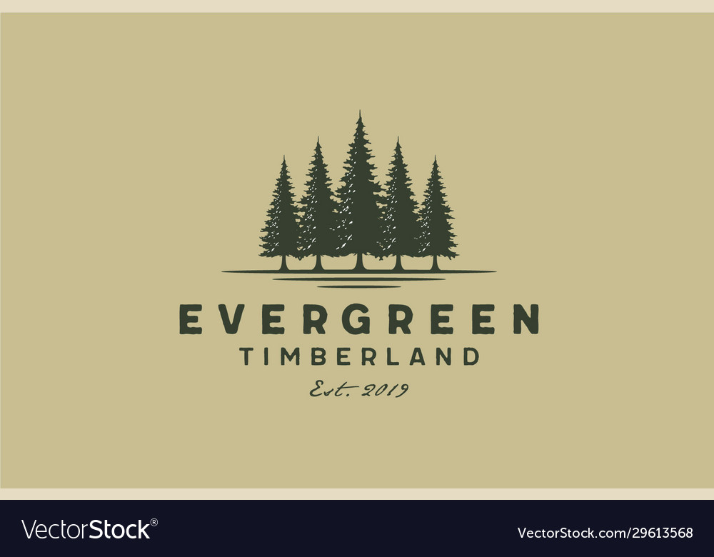 Pines fir evergreen conifer spruce cedar tree logo vector image Pines fir evergreen conifer spruce cedar tree logo