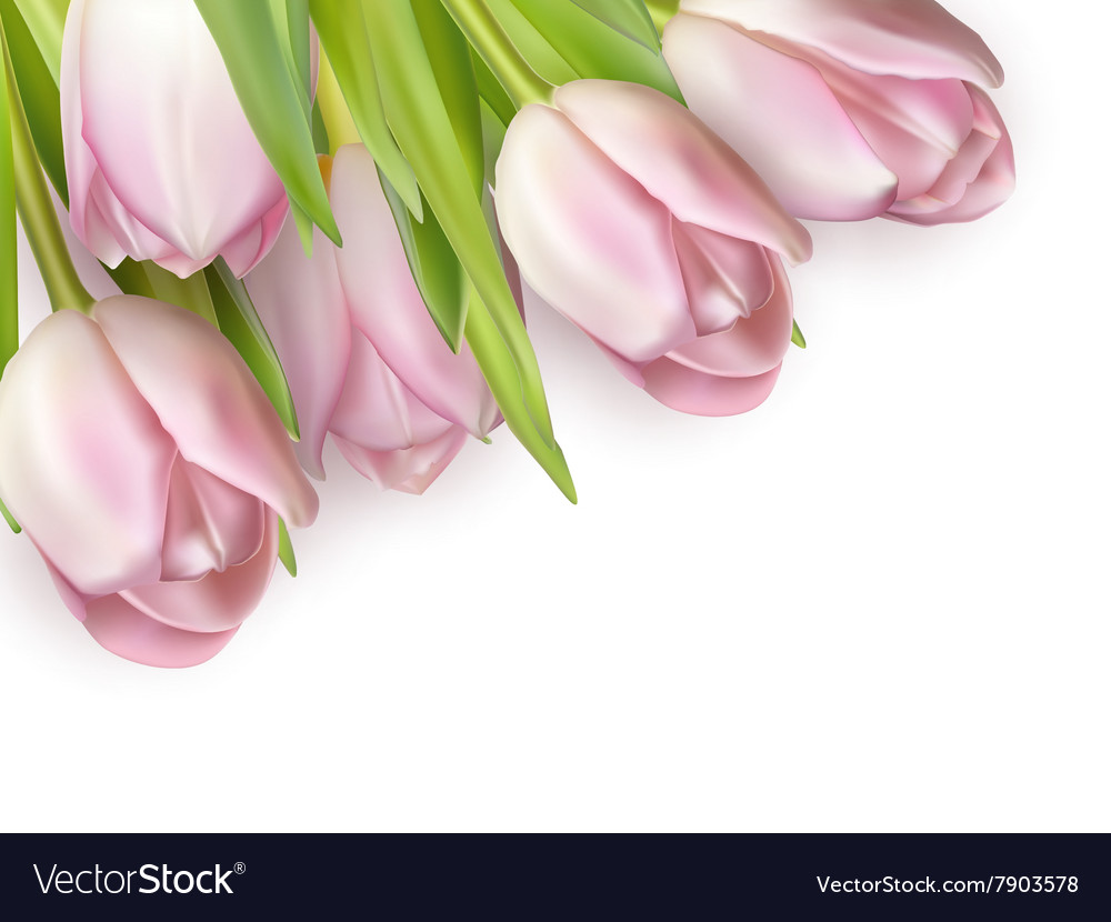 Bouquet of pink tulips eps 10 Royalty Free Vector Image