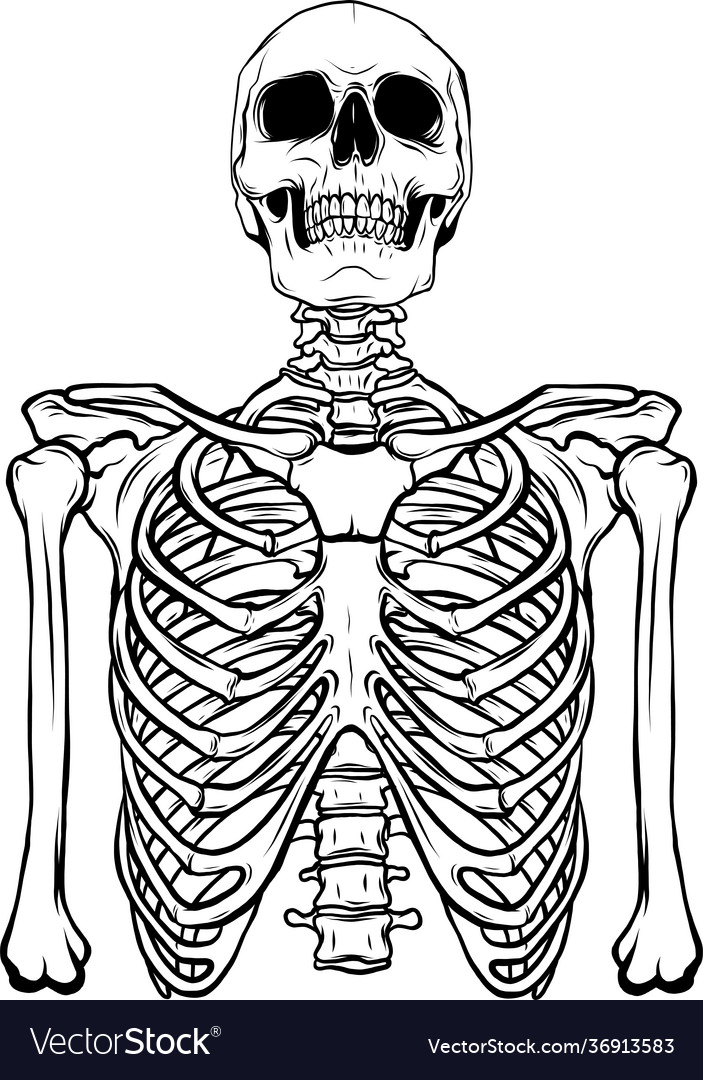 Draw in black and white human skeleton on white Vector Image