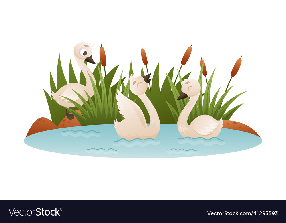 Beautiful white swans swimming in the pond ugly Vector Image