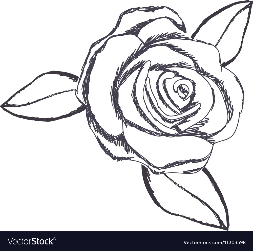 Delicate flower drawing icon image