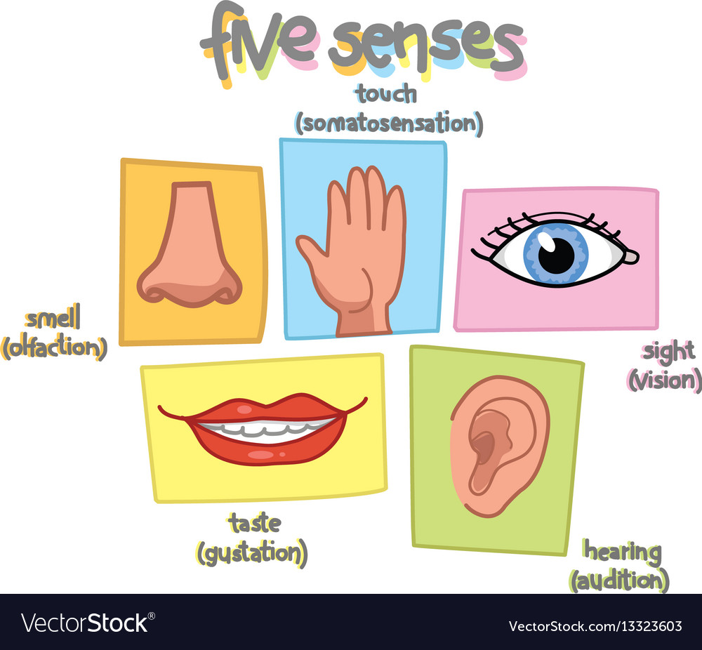 five-senses-royalty-free-vector-image-vectorstock