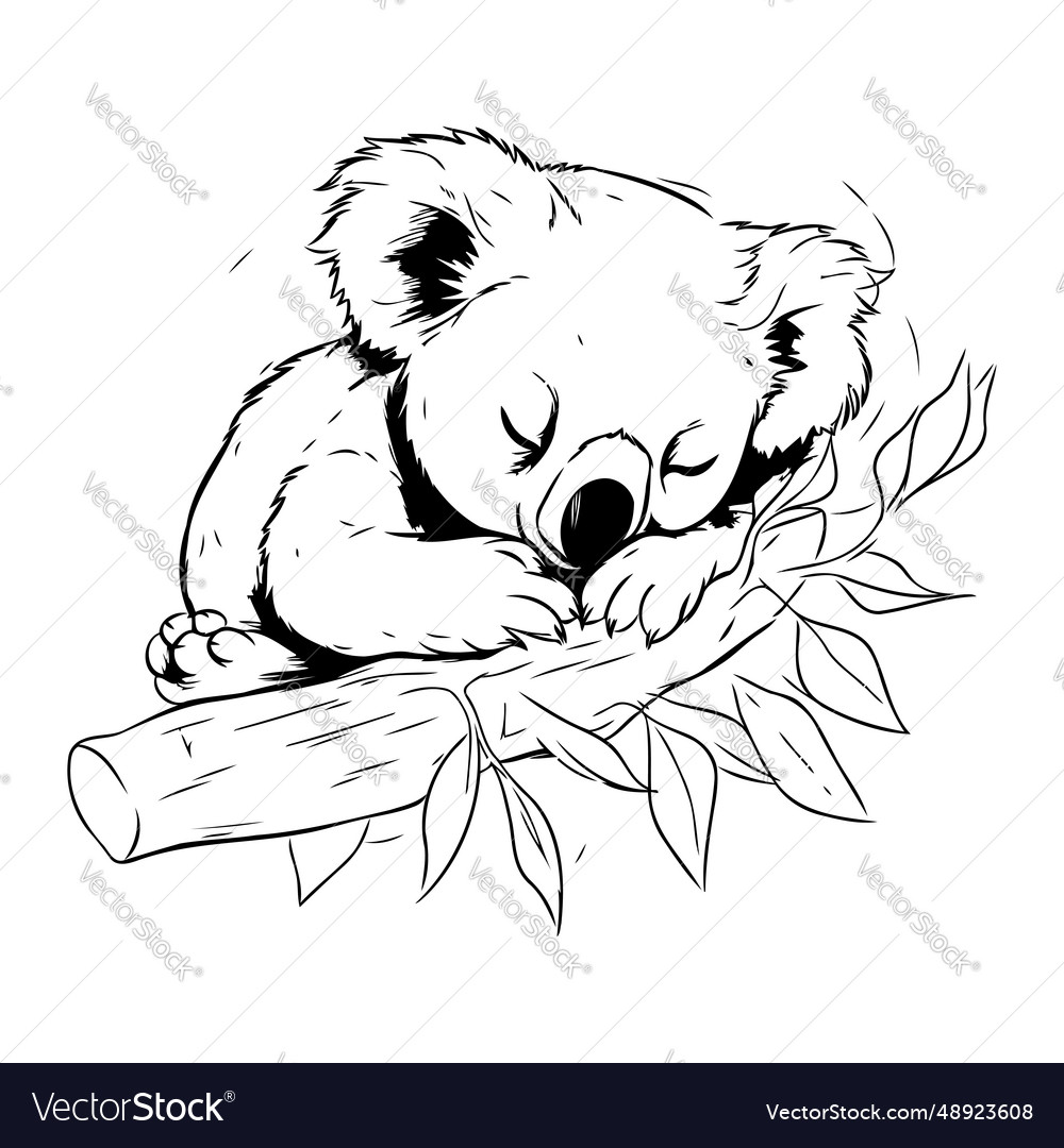 Koala bear sleeping on a branch of eucalyptus