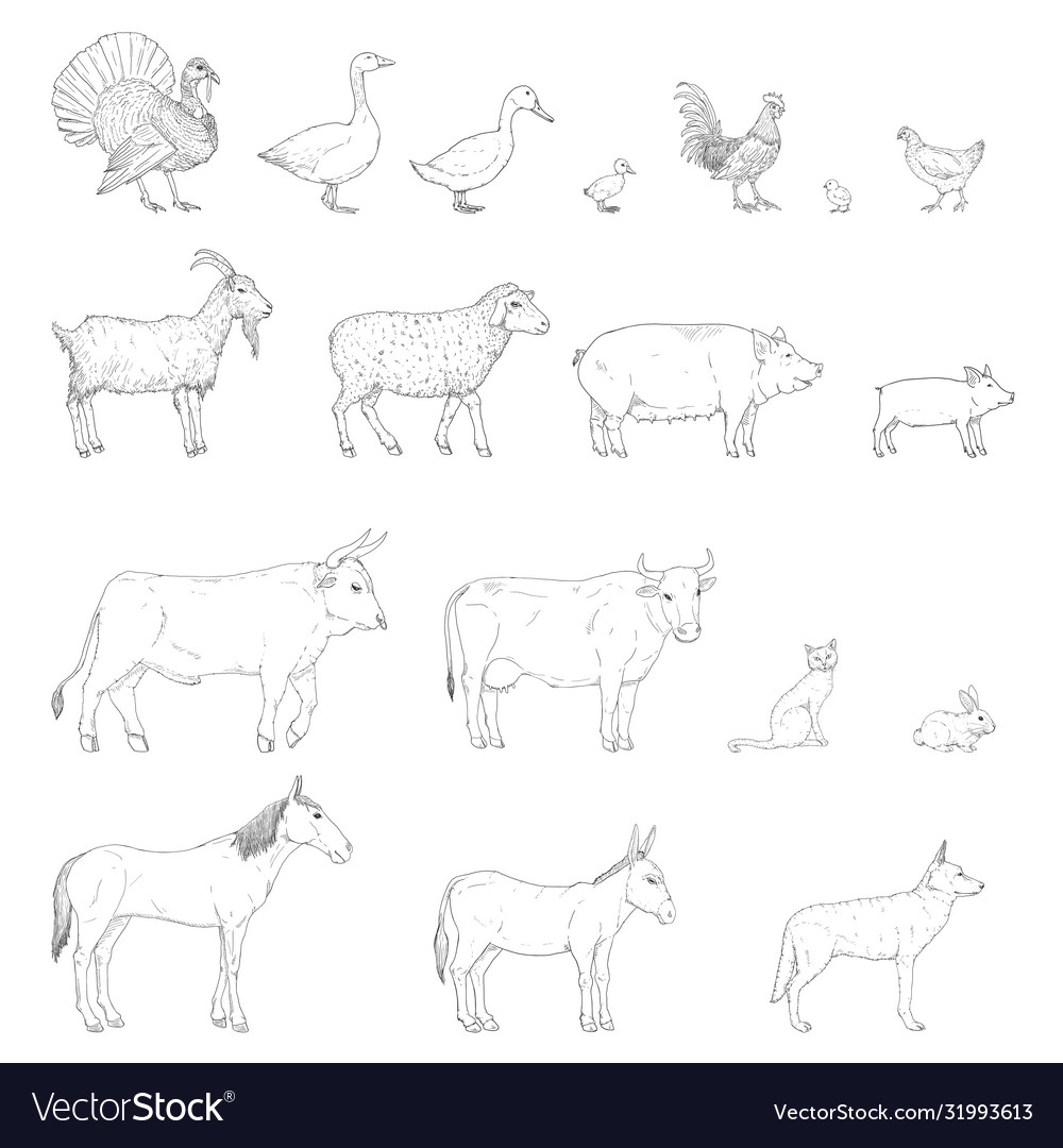 Set sketch farm animals Royalty Free Vector Image