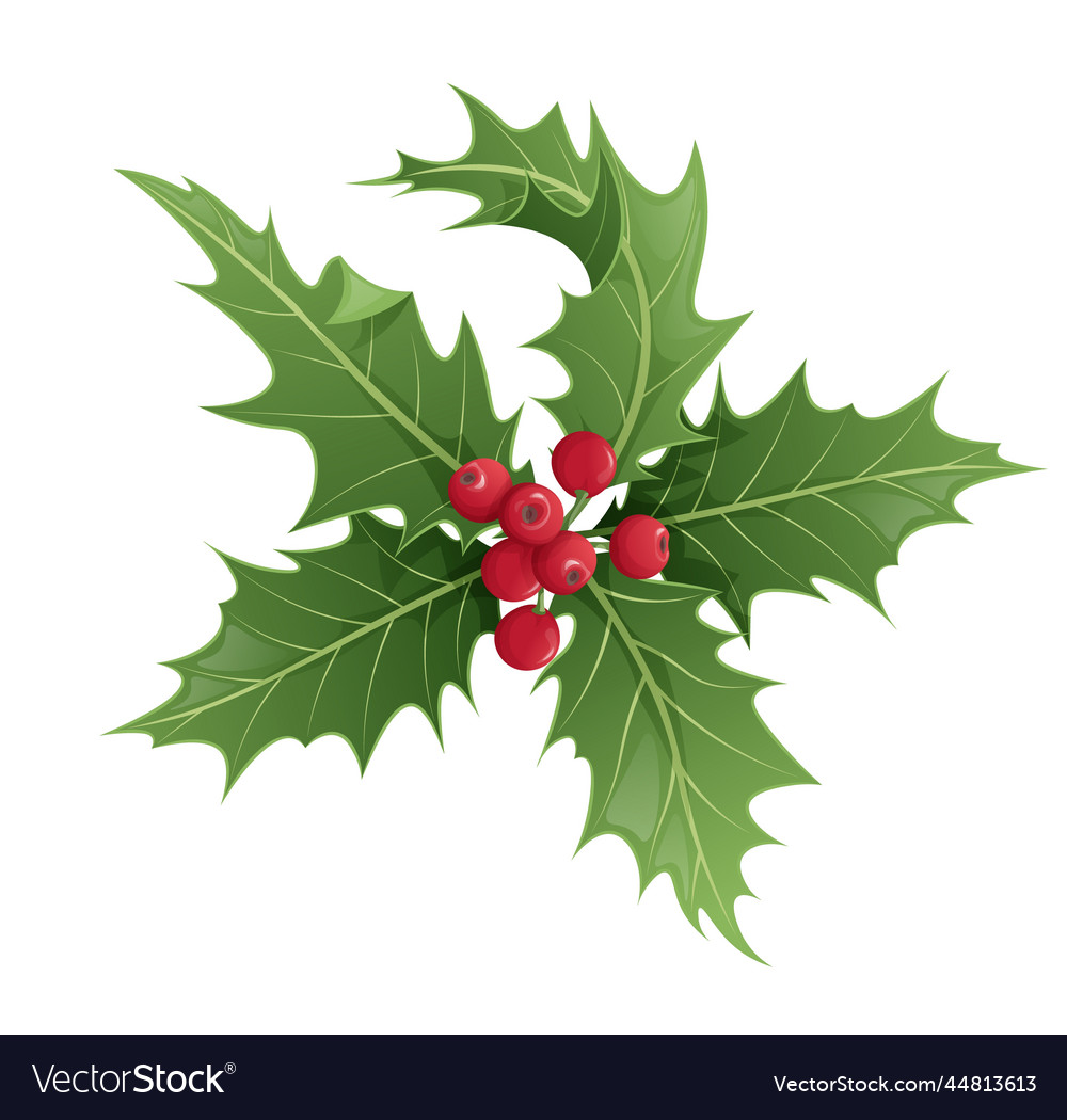 Twig of holly with leaves and berries on white Vector Image