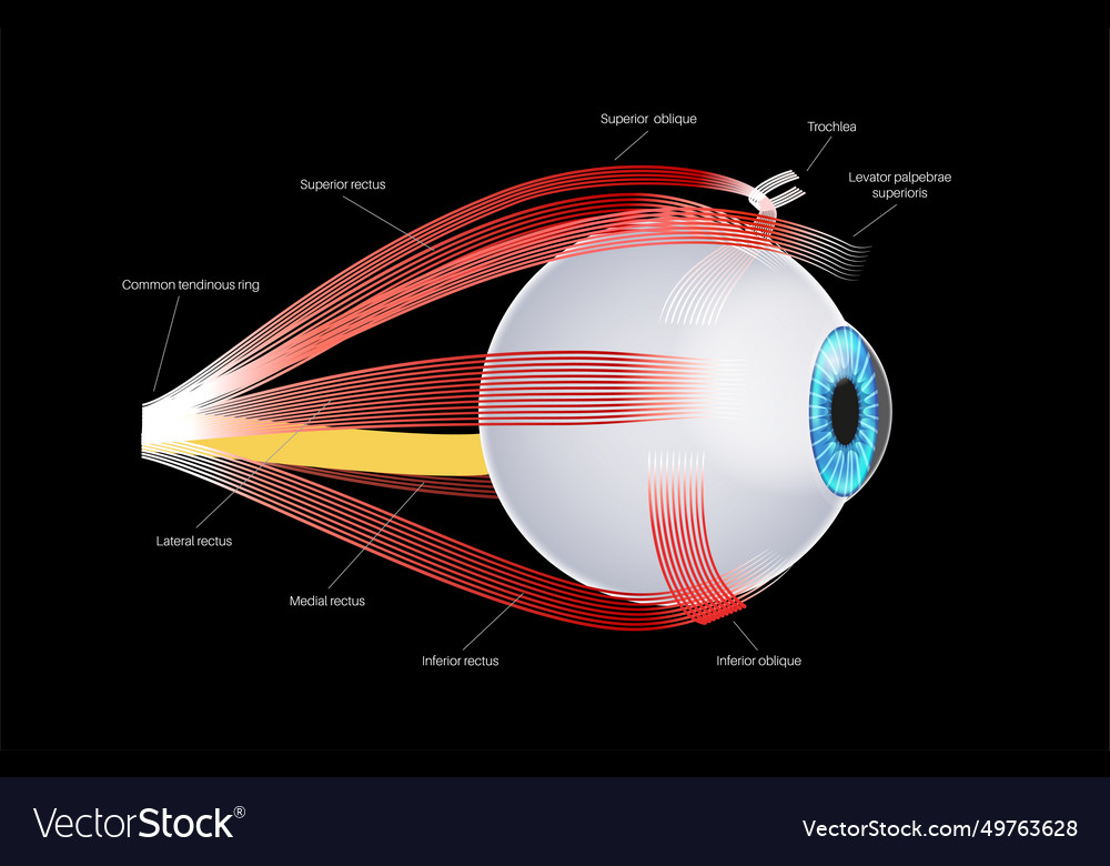 Extraocular muscles anatomy Royalty Free Vector Image