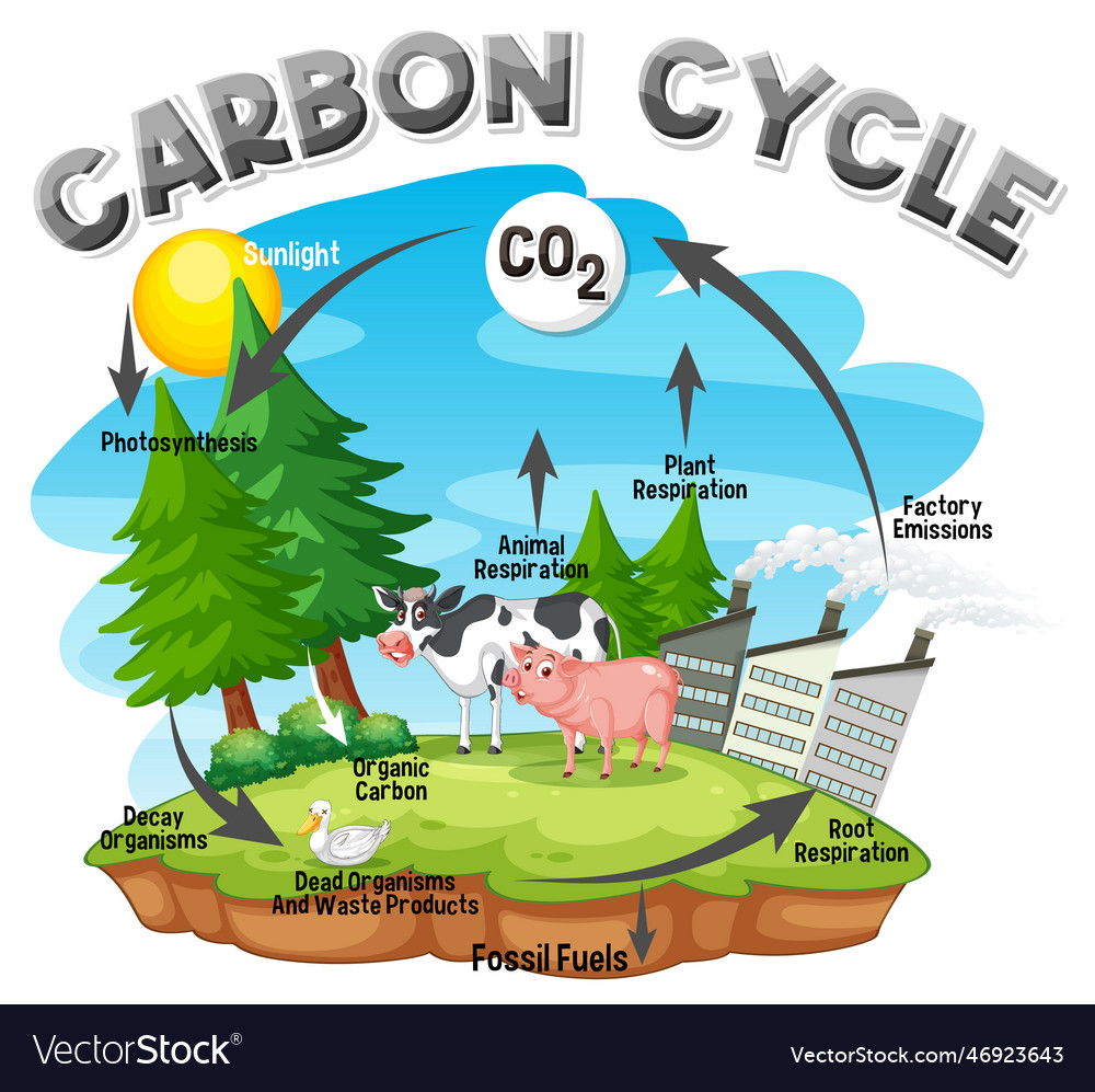 Carbon cycle diagram for science education Vector Image