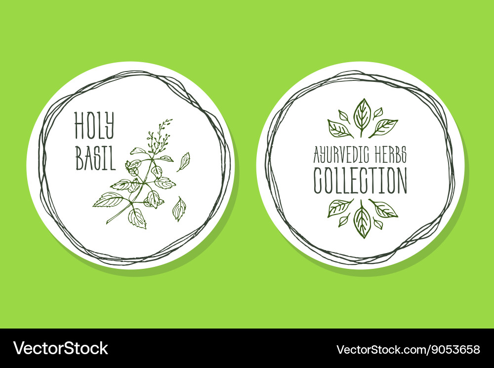 Ayurvedic herb product label with holy basil Vector Image
