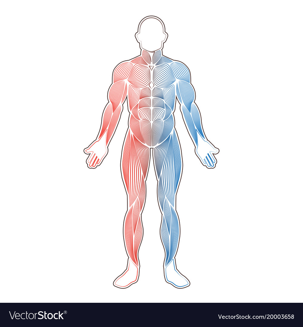 Abdominal Muscles PNG Transparent Images Free Download, Vector Files