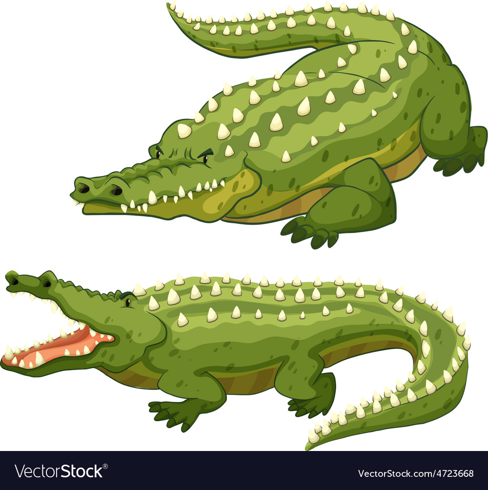 Crocodile Royalty Free Vector Image - VectorStock