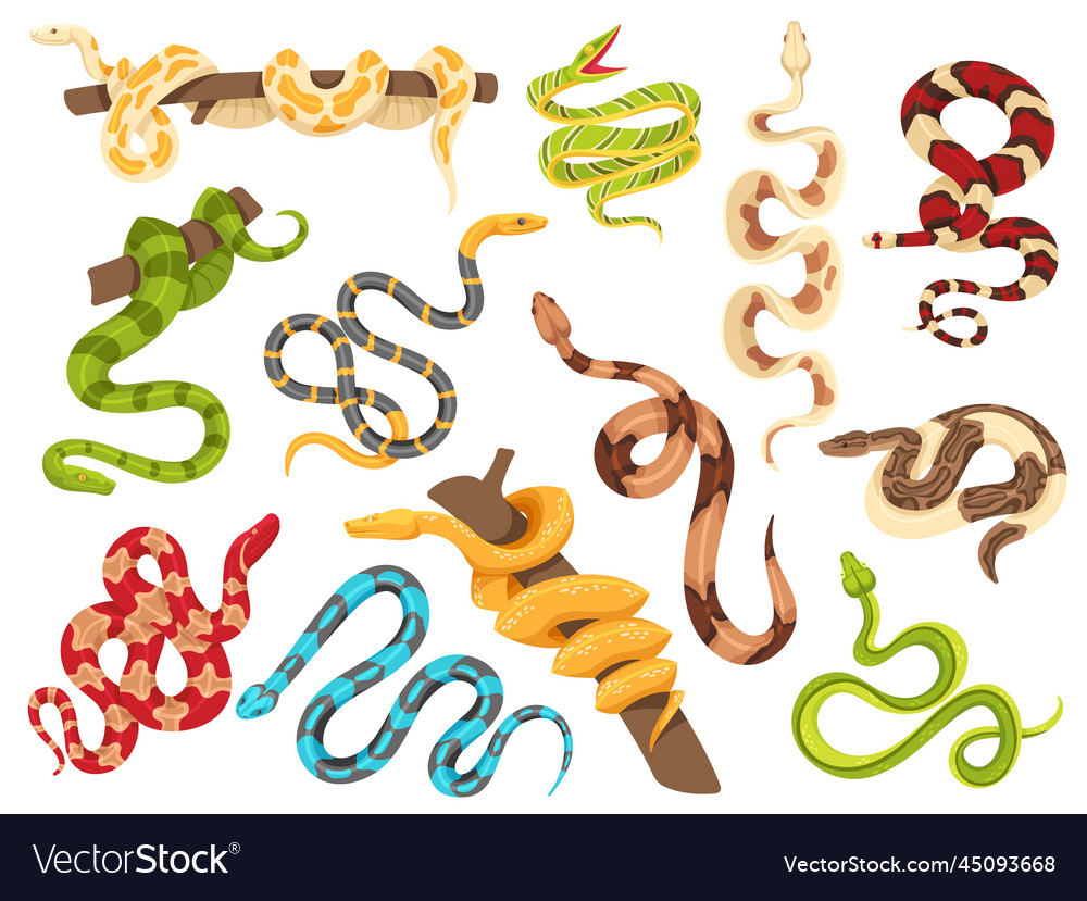 Tropical snakes exotic viper python on tree Vector Image
