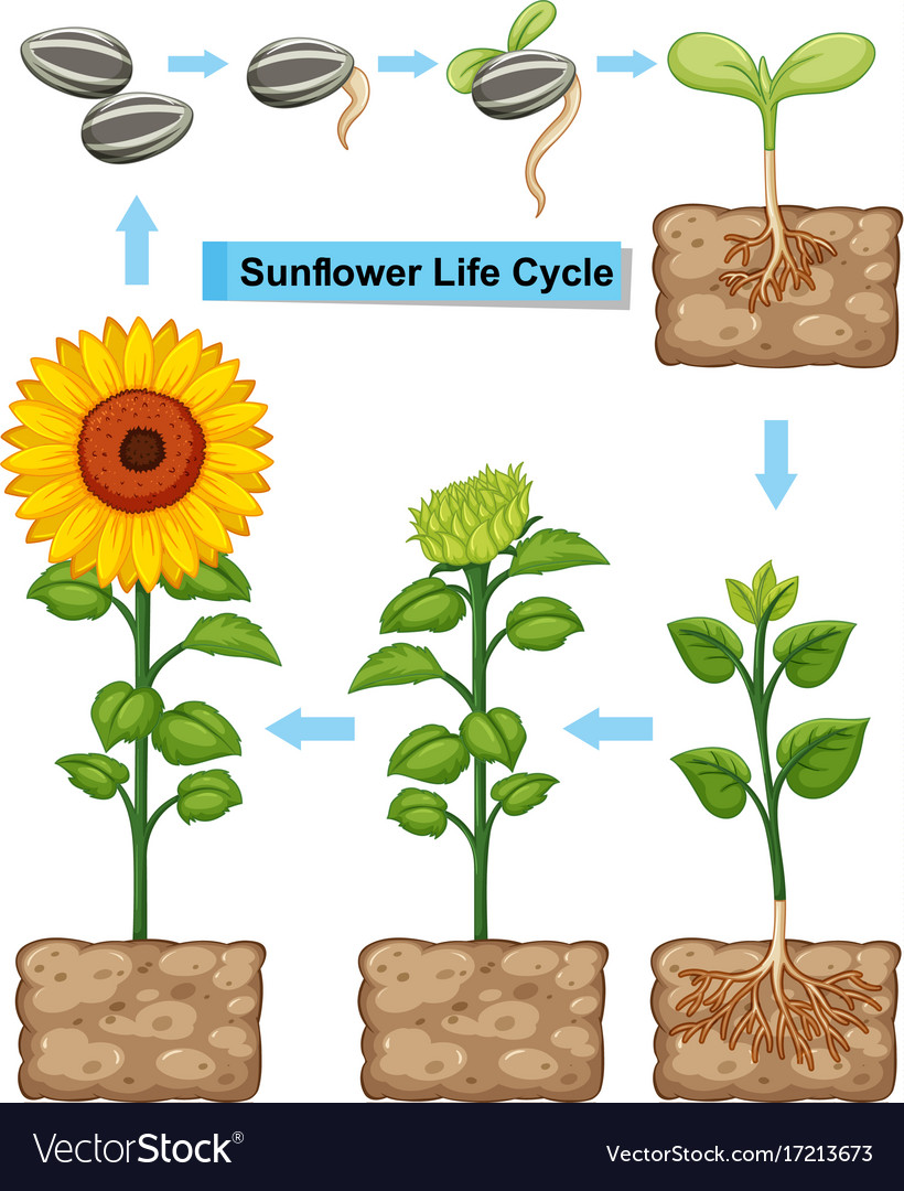 life-cycle-of-sunflower-plant-royalty-free-vector-image