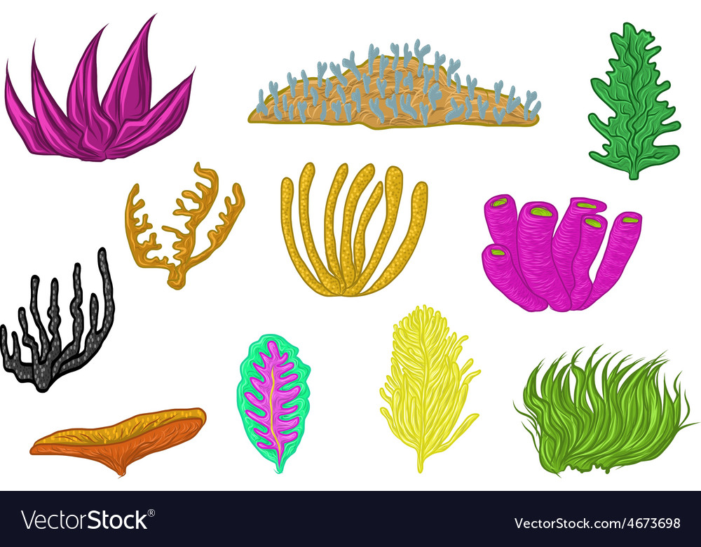 Coral set design Royalty Free Vector Image - VectorStock