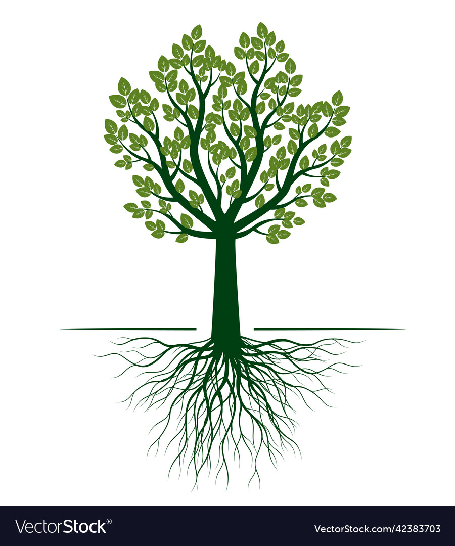 Green tree with roots outline Royalty Free Vector Image