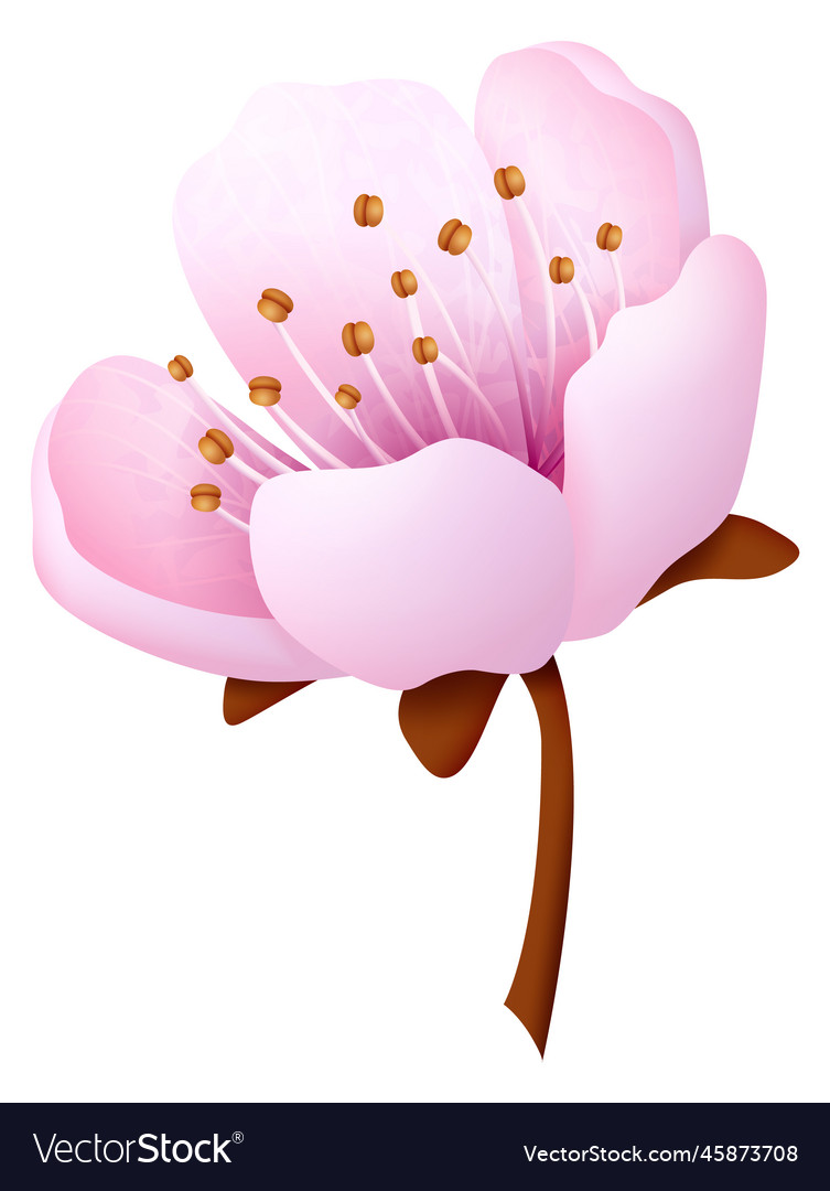 Sakura Blossom Pink Flower Decorative Floral Vector Image