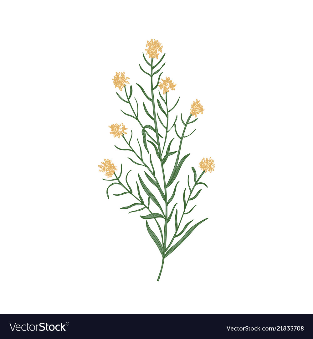 Wallflower isolated on white background realistic