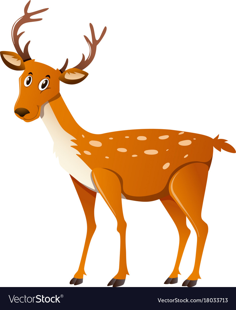 Cute deer standing on white background